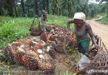 Cameroun : Greenpeace exige l'annulation du projet Camvert  avant la Cop 26