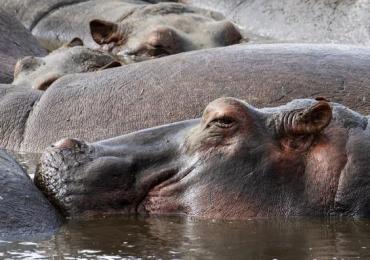 Inédit : Deux hippopotames  positifs au Covid-19 en Belgique